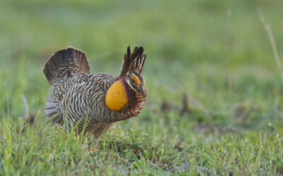 Attwater’s Prairie Chicken – Trip to Texas