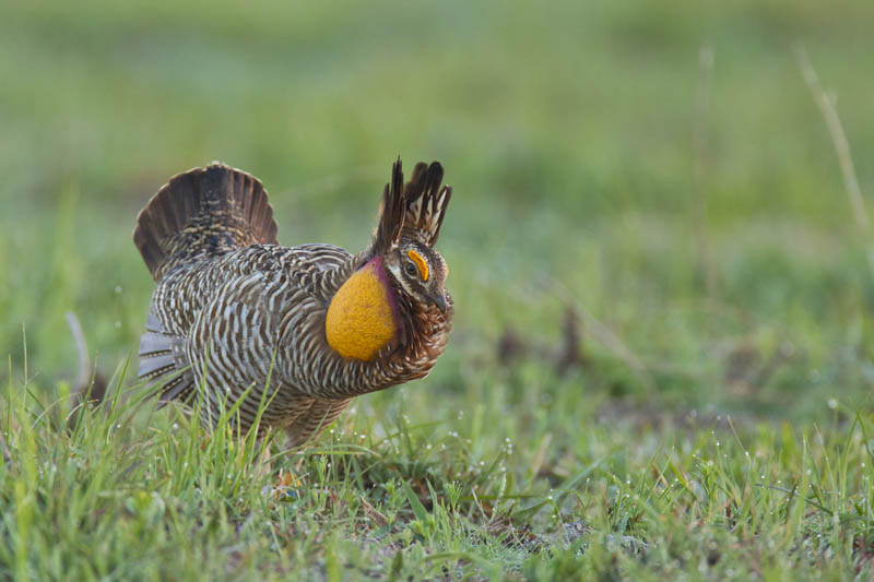 Attwater’s Prairie Chicken | Noppadol Paothong Photography