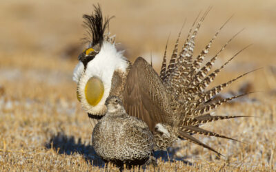 One of the most endangered species, Gunnison Sage-grouse