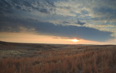 In the rough terrace of the Western Oklahoma live Lesser Prairie Chicken