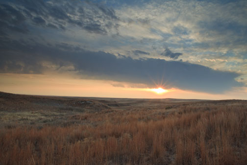 In the rough terrace of the Western Oklahoma live Lesser Prairie Chicken