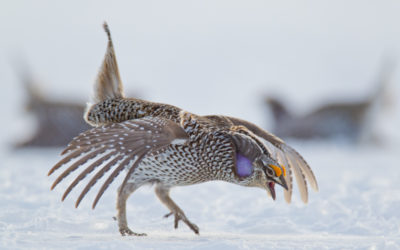 Photographing Plains Sharp-tailed Grouse