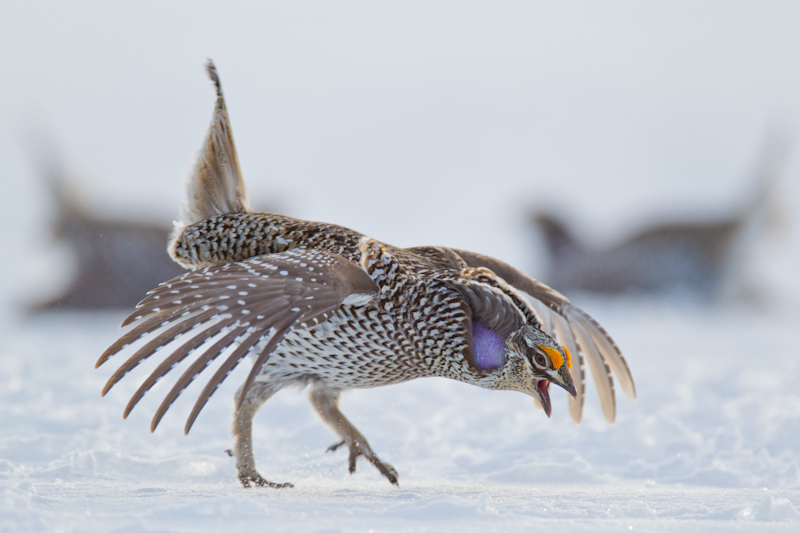 Photographing Plains Sharp-tailed Grouse