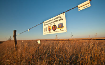 Fence collision deadly for Lesser Prairie Chickens