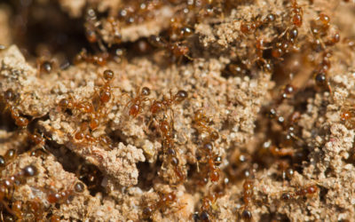 Exotic intruder, Fire Ants, hinders recovery of Attwater’s Prairie Chicken