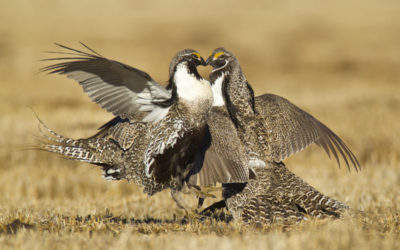 2011 Audubon Magazine Photography Awards