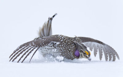 Species Profile: Columbian Sharp-tailed Grouse