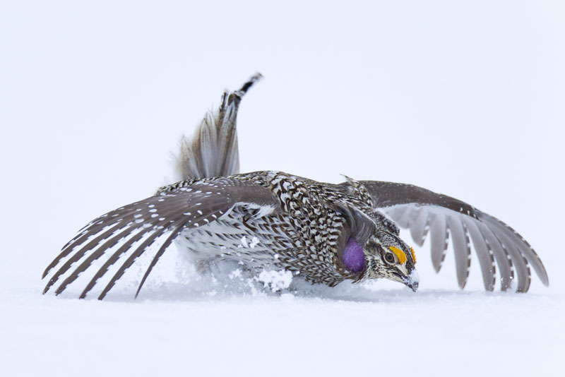 sharp tailed grouse flying