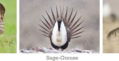 North American Grassland Grouse