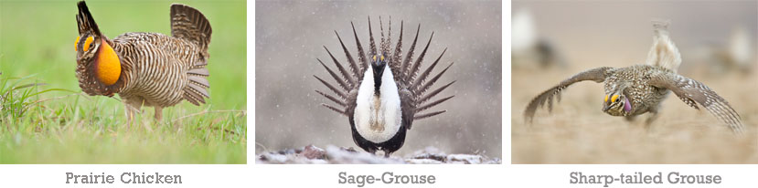 North American Grassland Grouse