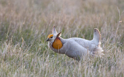 Leucistic Greater Prairie-Chicken