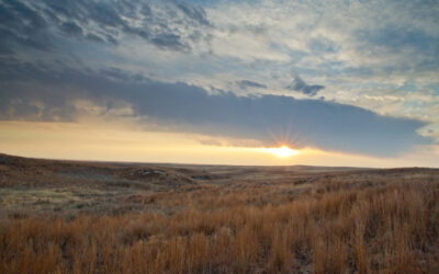 Lesser Prairie Chicken Festival