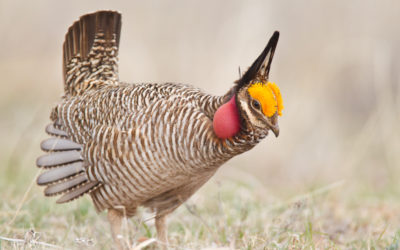 Lesser Prairie Chicken Festival