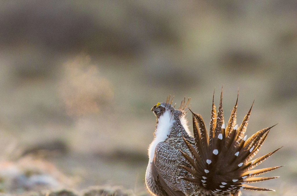 Proposed Budget Cuts Signal First Attack on Current Sage-Grouse Protection Plan