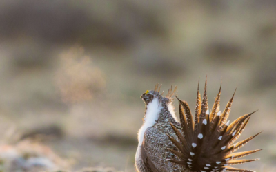 Proposed Budget Cuts Signal First Attack on Current Sage-Grouse Protection Plan