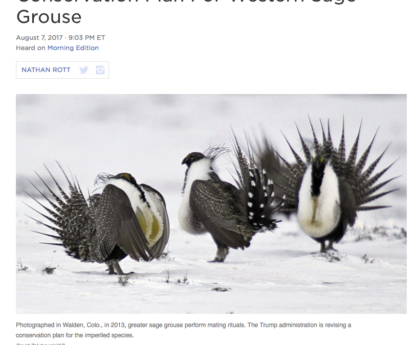 Administration Revises Conservation Plan For Sage Grouse