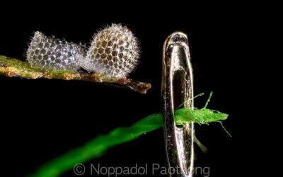Photographing butterfly eggs
