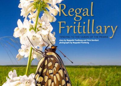 Missouri Conservationist – Regal Fritillary (September 2022 Issue)