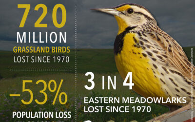 Disappearing prairie birds