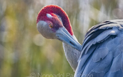 Nature Photography Workshops in Thailand (January 2025)